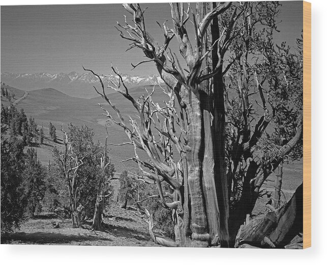 Bristlecone Pine Wood Print featuring the photograph Ancient Bristlecone Pine Tree, Composition 4, Inyo National Forest, White Mountains, California by Kathy Anselmo