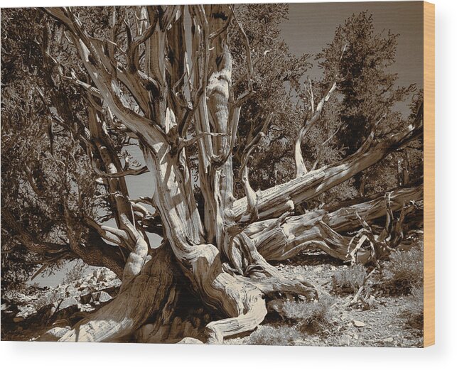 Bristlecone Pine Wood Print featuring the photograph Ancient Bristlecone Pine Tree, Composition 5 sepia tone, Inyo National Forest, California by Kathy Anselmo
