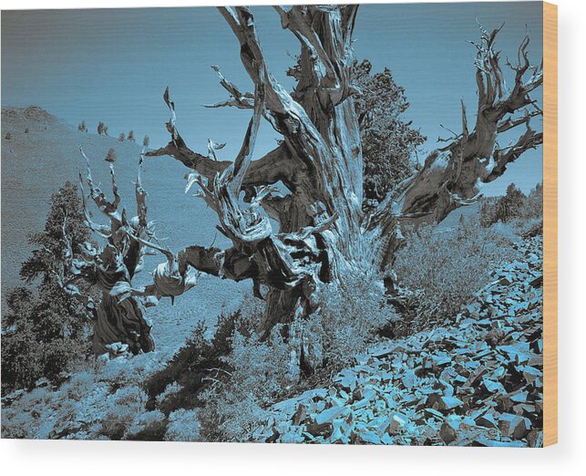Bristlecone Pine Wood Print featuring the photograph Ancient Bristlecone Pine Tree, Composition 7 duo tone cyanotype, Inyo National Forest, California by Kathy Anselmo