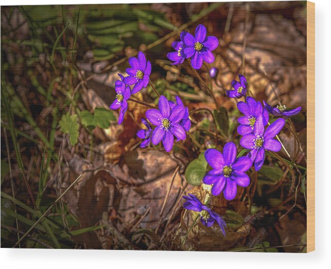 Liverwort Wood Print featuring the photograph Anemone Hepatiea #g3 by Leif Sohlman