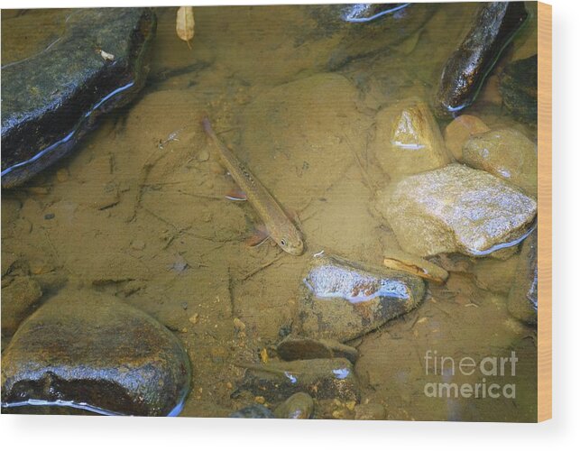 Brook Trout Wood Print featuring the photograph Appalachian Native by Randy Bodkins