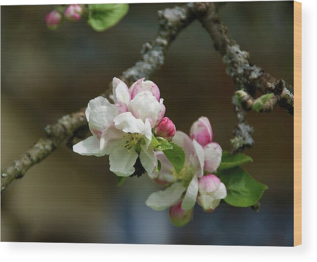 Apple Blossom Wood Print featuring the photograph Apple Blossom by Rebekah Zivicki