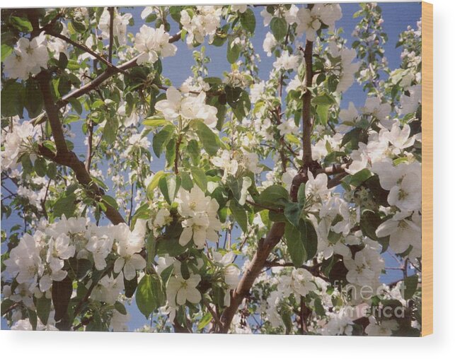 Summer Wood Print featuring the photograph Apple Blossom by Sonya Chalmers