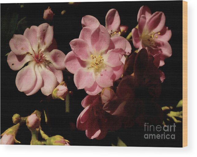 Apple Blossom Wood Print featuring the photograph Apple blossoms III by Cassandra Buckley