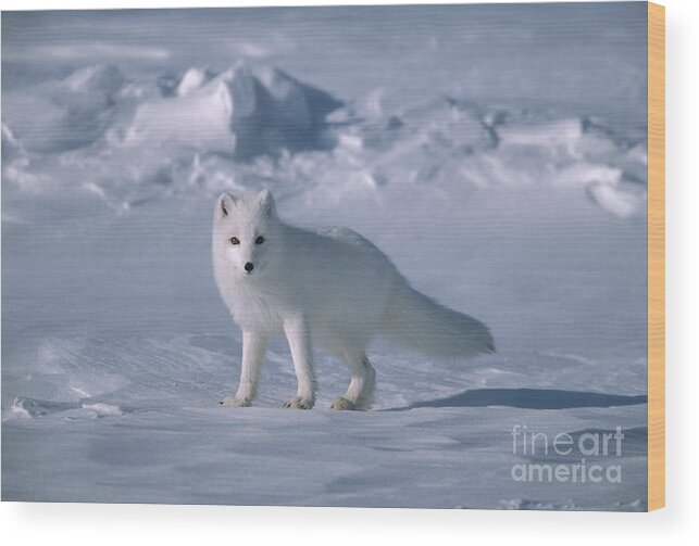 00342970 Wood Print featuring the photograph Arctic Fox on the North Slope by Yva Momatiuk John Eastcott