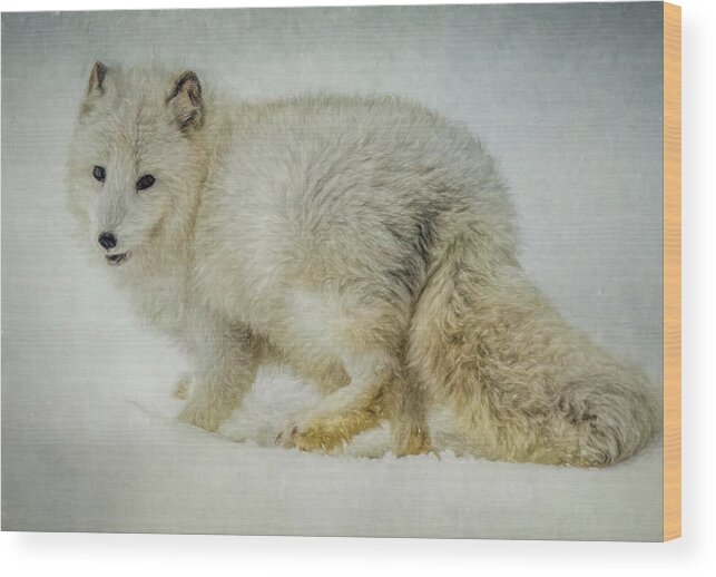 Fox Wood Print featuring the photograph Arctic Fox Portrait by Teresa Wilson