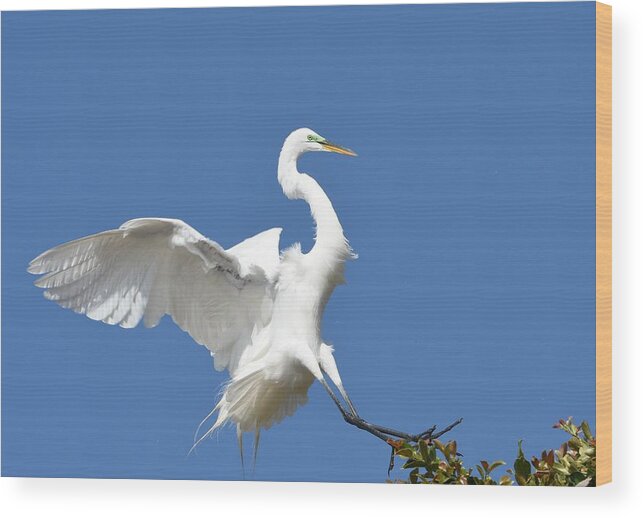 Great Egret Wood Print featuring the photograph Arrival 3 by Fraida Gutovich