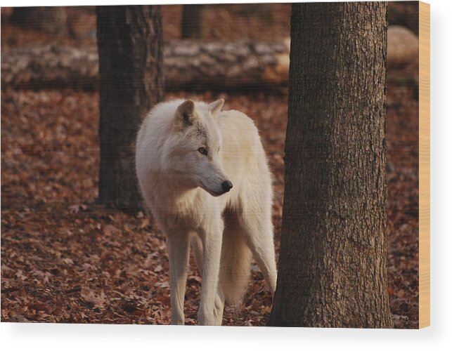 Wolf Wood Print featuring the photograph Artic Wolf by Lori Tambakis