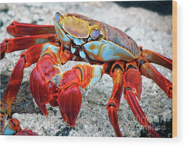 Nature Wood Print featuring the photograph Artistic Nature Red and Blue Rainbow Crab 908 by Ricardos Creations