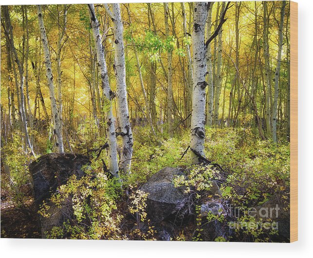 Aspen Wood Print featuring the photograph Aspen Forest by Anthony Michael Bonafede