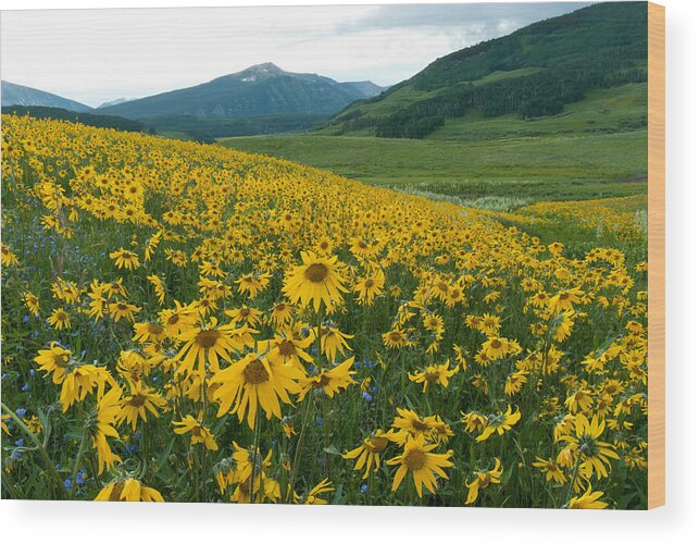 Nature Wood Print featuring the photograph Aspen Sunflower Sunset Landscape by Cascade Colors