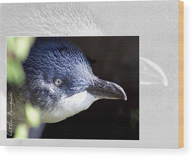 Animal Wood Print featuring the photograph Australian Wildlife - Little Penguin by Holly Kempe