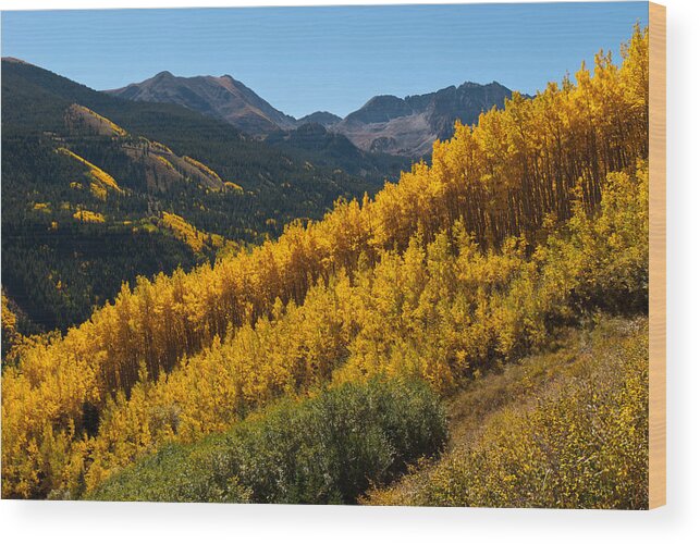 Autumn Wood Print featuring the photograph Autumn Aspen Near Castle Creek by Cascade Colors