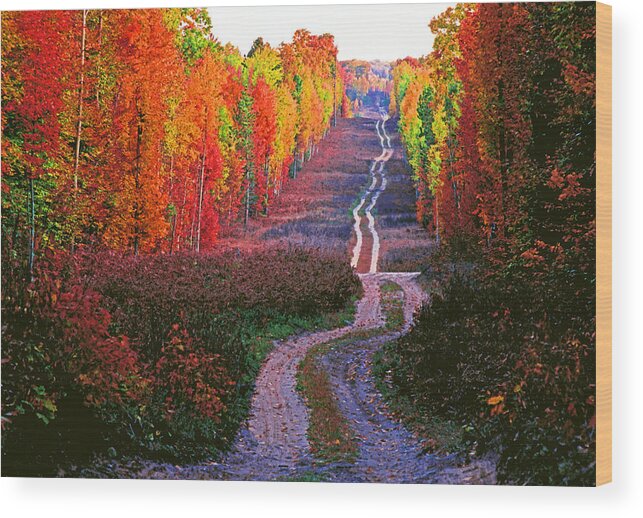 Michigan Wood Print featuring the photograph Autumn Forest Track by Dennis Cox