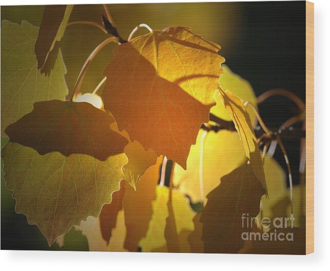 Leaves Wood Print featuring the photograph Autumn Leaves by Sharon Talson