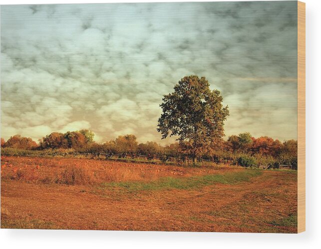 Farms Wood Print featuring the photograph Autumn Splendor In The Orchard - Battlefield Orchards by Angie Tirado