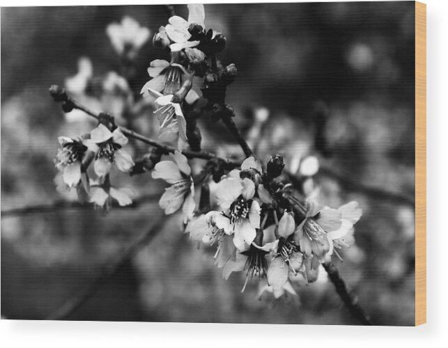 Black And White Wood Print featuring the photograph Awake by Angie Tirado