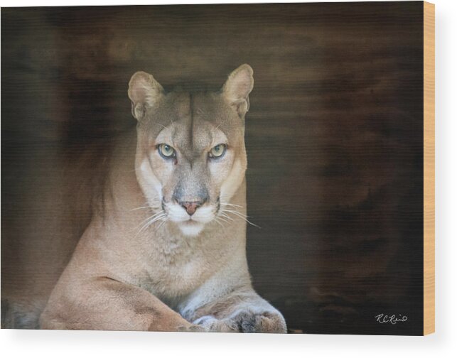 Florida Wood Print featuring the photograph Babcock Wilderness Ranch - Portrait of Oceola the Panther by Ronald Reid