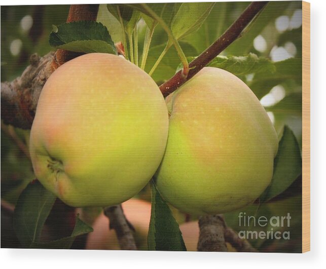 Food Wood Print featuring the photograph Backyard Garden Series - Two Apples by Carol Groenen