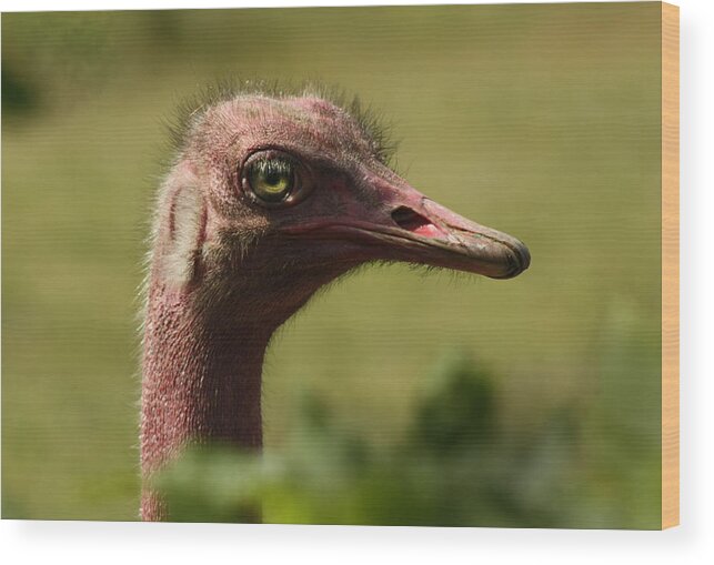 Ostrich Wood Print featuring the photograph Bad Hair Day by Barbara White