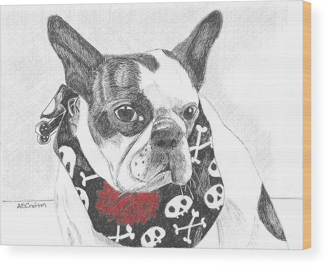 Boston Terrier Wood Print featuring the drawing Bad to the Bone by Arlene Crafton