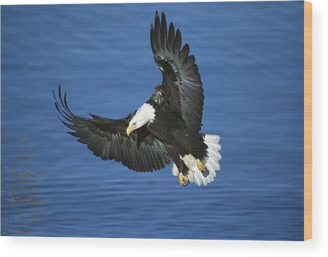 00220309 Wood Print featuring the photograph Bald Eagle Flying by Tom Vezo