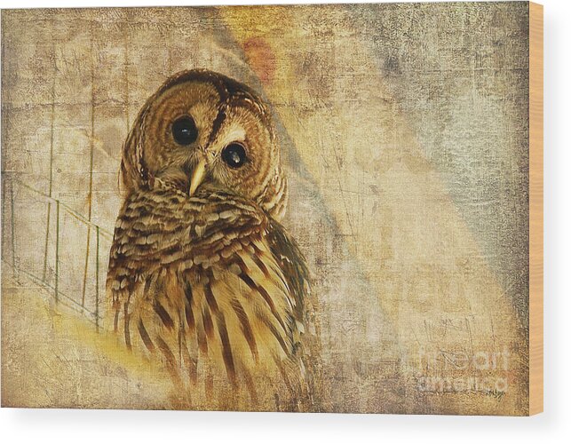 Owl Wood Print featuring the photograph Barred Owl by Lois Bryan