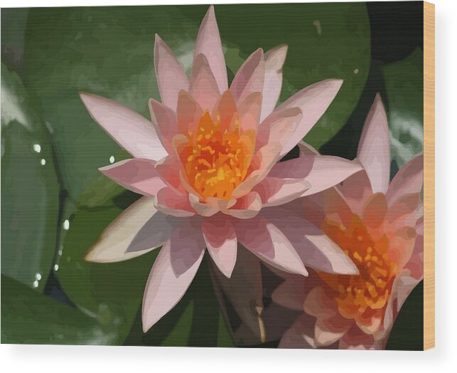 Beautiful Wood Print featuring the photograph Beautiful Peach Waterlily Vector by Taiche Acrylic Art