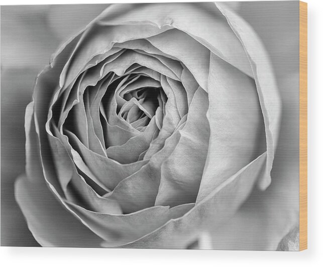 Rose Wood Print featuring the photograph Beautiful rose closeup in black and white by Vishwanath Bhat