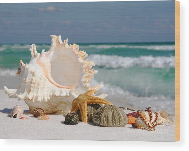 Beautiful Wood Print featuring the photograph Beautiful Sea Shell on Sand by Boon Mee