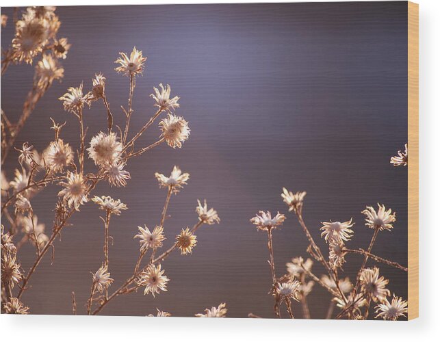 Flower Wood Print featuring the photograph Beautiful Weed 12 by Kellie Prowse