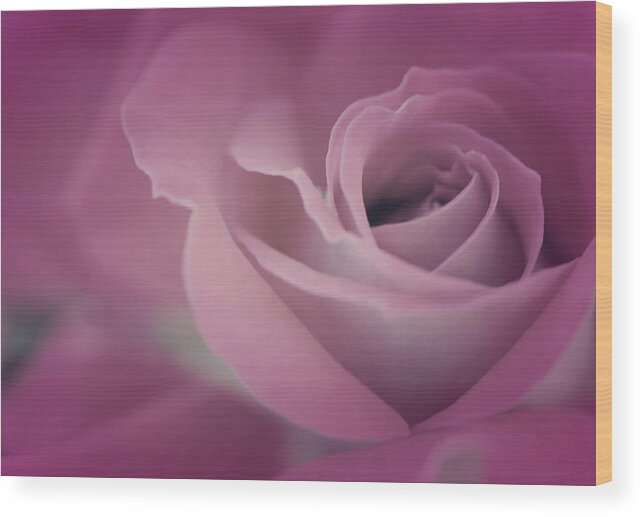 Rose Art Wood Print featuring the photograph Beauty by The Art Of Marilyn Ridoutt-Greene