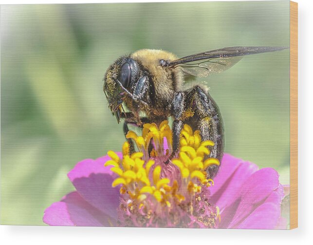 Bee Wood Print featuring the photograph Bee Dream by Bruce Pritchett