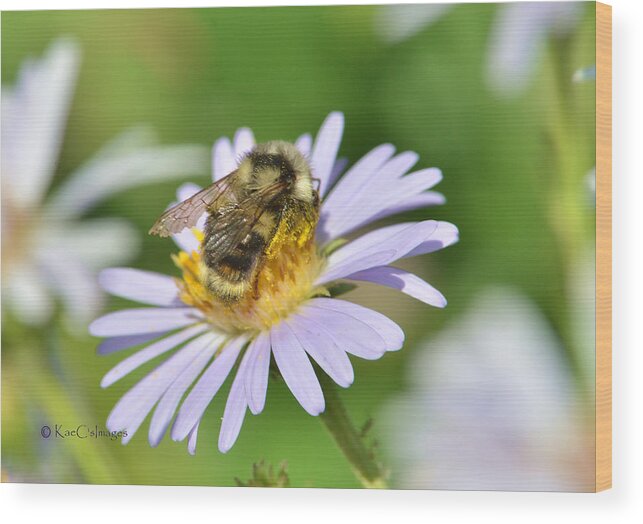 Bee Wood Print featuring the photograph Bee on Flower by Kae Cheatham