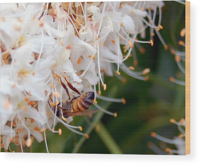 Flower Wood Print featuring the photograph Bee on Flowers 1 by Amy Fose