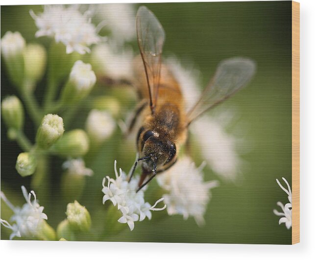 Wasp Wood Print featuring the photograph Bee on White by Angela Rath