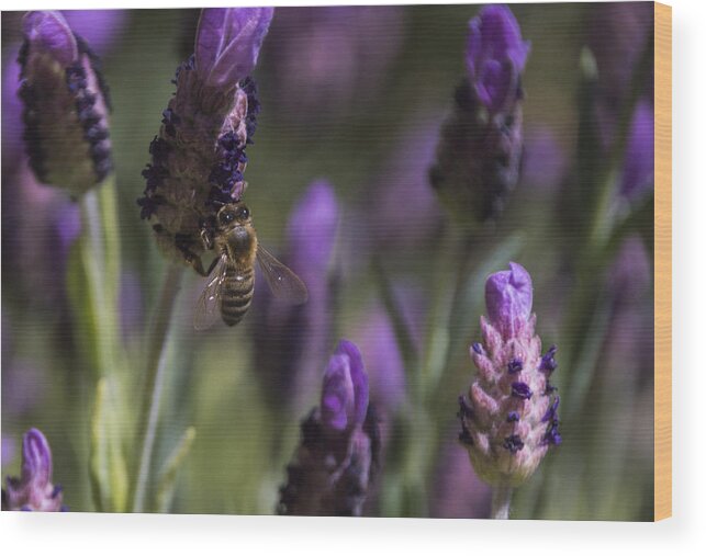 Bee Wood Print featuring the photograph Bee's Delight by Laura Pratt