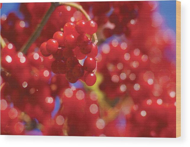 Red Wood Print featuring the photograph Berry Berry Red-2 by Steve Somerville