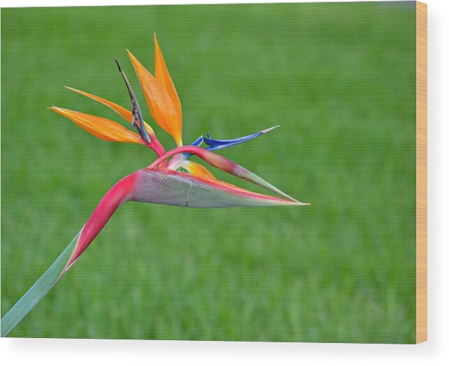 Bird Of Paradise Wood Print featuring the photograph Bird of Paradise by Carolyn Mickulas