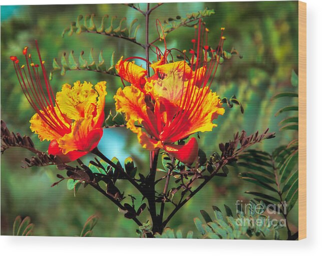 Flower Wood Print featuring the photograph Bird Of Paradise by Robert Bales