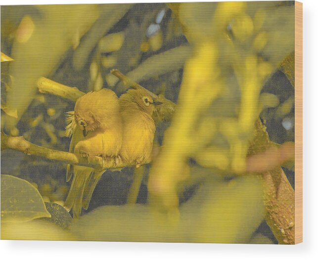 Birds Wood Print featuring the photograph Love nest by Patrick Kain