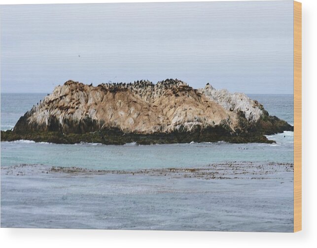 Landscape Wood Print featuring the photograph Bird Rock by Marian Jenkins