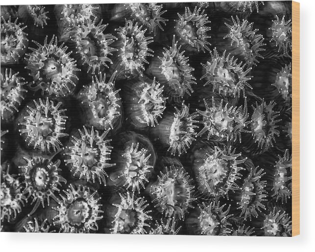 Jean Noren Wood Print featuring the photograph Black and White Feeding Coral by Jean Noren