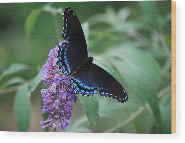 Butterfly Wood Print featuring the photograph Black Beauty by Lori Tambakis