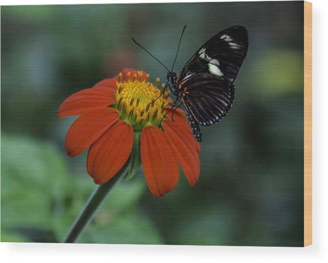 Black Wood Print featuring the photograph Black Butterfly on Orange Flower by WAZgriffin Digital