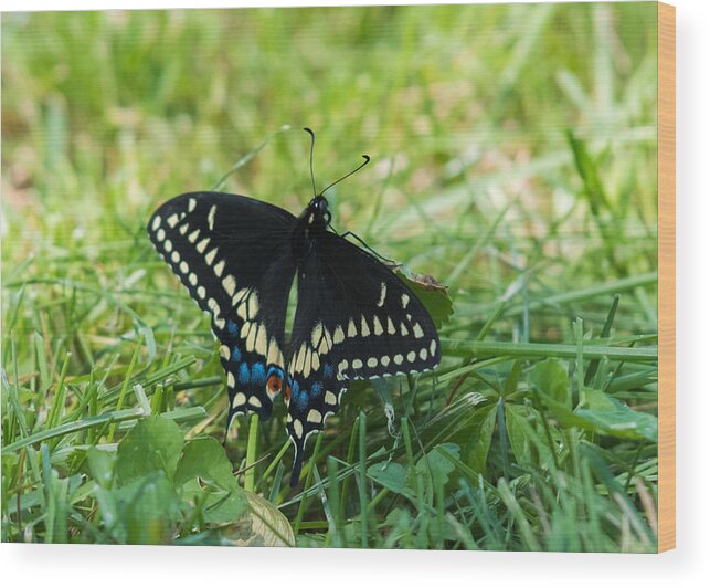 Black Swallowtail Butterfly Wood Print featuring the photograph Black Swallowtail Butterfly by Holden The Moment