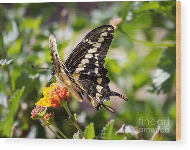 Flower Wood Print featuring the photograph Black Swallowtail Butterfly by Robert Bales