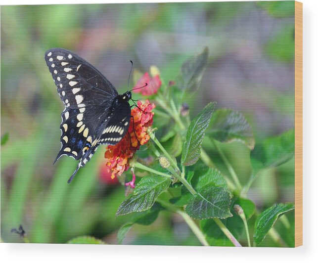 Swallowtail Butterfly Wood Print featuring the photograph Black Swallowtail by Kay Lovingood