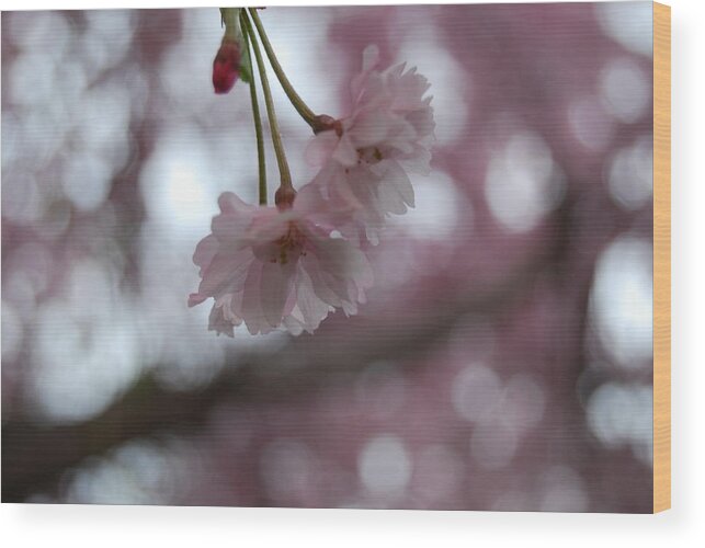 Nature Wood Print featuring the photograph Blossom in Pink by Peter McIntosh