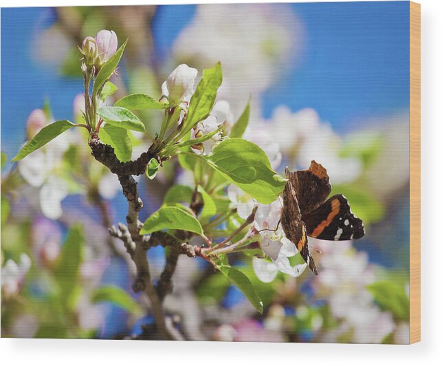 Blossoms Wood Print featuring the photograph Blossoms and butterfly by Tatiana Travelways